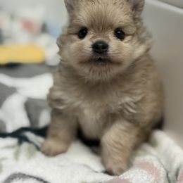 Ellie - Cream sable female Pomeranian puppy in Newport Beach, California from Exotic City Pomeranians and chihuahuas