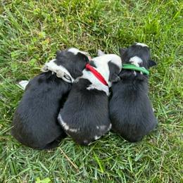 Border Collie puppies from Team Reeves Ranch