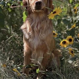 Nani - Golden Retriever