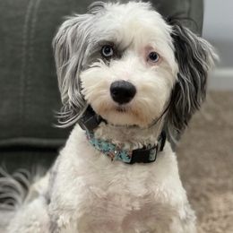 Piper - Sheepadoodle