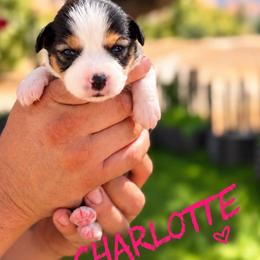 Charlotte - Black tri female Miniature American Shepherd puppy in Sanger, California from Flying M Cactus Ranch Buddies