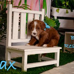 Max - Red  male Goldendoodle puppy in Syracuse, Utah from 2 Bros Doodles