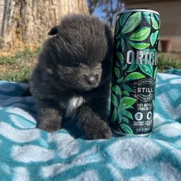 Pomeranian Puppies from Royal Paws Of Colorado