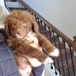 Aussiedoodle Puppies from S & L Oodles of Doodles