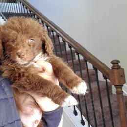 Aussiedoodle Puppies from S & L Oodles of Doodles
