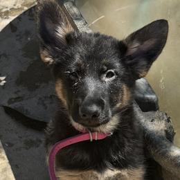 German Shepherd Puppies from Brooks High Quality Breeders