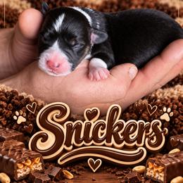 Snickers - Black and tan male Pembroke Welsh Corgi puppy in Oak Harbor, Washington from Blackberry Hill Corgis