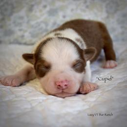 Cupid - Red merle male Miniature Australian Shepherd puppy in Evant, Texas from Lazy VT Bar Ranch
