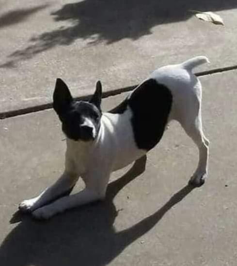 Nitro