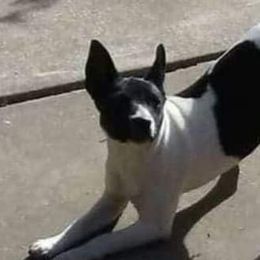 Nitro - Rat Terrier
