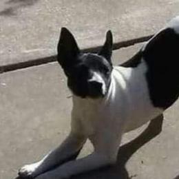 Nitro - Rat Terrier