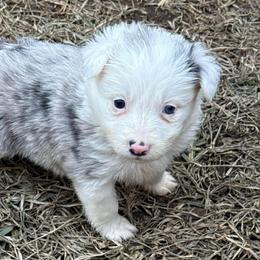Phoenix - Blue merle female Border Collie puppy in Mckinney, Texas from Border Collies of Ruidoso