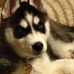 Siberian Husky Puppies from Glacier Run Huskies