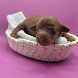 Chocolate tan LG girl - Chocolate and tan female Dachshund puppy in Lakeland, Florida from Elite Doxies Florida