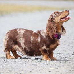 Dachshund puppies from Hidden Hills Dalmatians