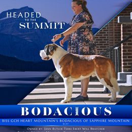 Saint Bernard Puppies from Heart Mountain Saint Bernards