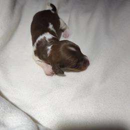 Reserved - Piebald female Dachshund puppy in Hazlehurst, Georgia from DrakeFire Dachshunds