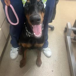 Doberman Pinscher Puppies from El Mareya Misthios Kennel