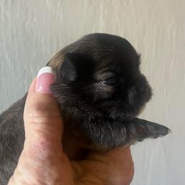 Stripes - Chocolate brindled fawn male Chihuahua puppy in Tecumseh, Oklahoma from Callie’s Happy Chihuahuas, Callie’s Happy Treasures LLC