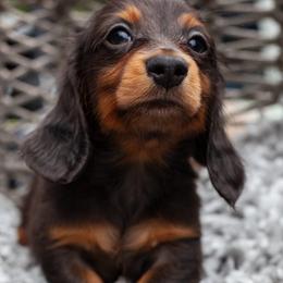 Marigold - Black and tan female Dachshund puppy in Tampa, Florida from EntityDachs