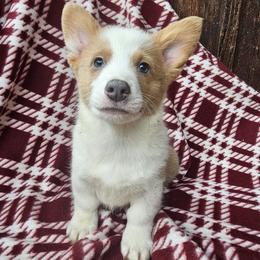 Leonardo - Red male Pembroke Welsh Corgi puppy in Castle Rock, Washington from Heckman Corgis