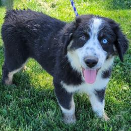 Diesel - Australian Shepherd puppy from Creekside Aussies