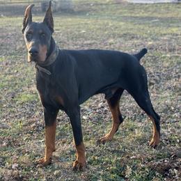 Buster - Doberman Pinscher