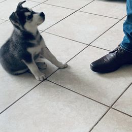 Siberian Husky Puppies from Betty's Huskies