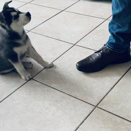 Siberian Husky Puppies from Betty's Huskies
