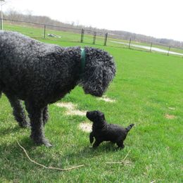 Poodle Puppies from Poodle Sense