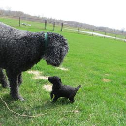 Poodle Puppies from Poodle Sense