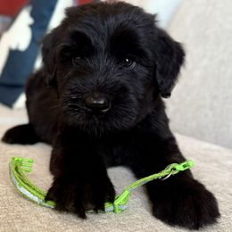 Boy 1 - Black male Giant Schnauzer puppy in Wildomar, California from My Angel Schnauzers