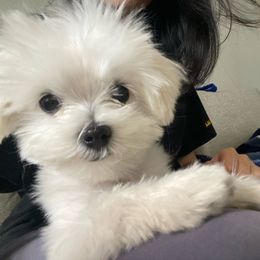 Maltese and Shih Tzu Puppies from Pamspups