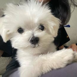 Maltese and Shih Tzu Puppies from Pamspups
