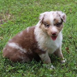 Celina - Red merle female Australian Shepherd puppy in Kansas, Oklahoma from Windy G Farm