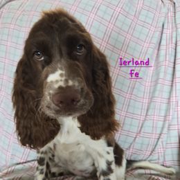 Ierland - Liver and white female English Springer Spaniel puppy in Brodhead, Wisconsin from Pinwheel Acres