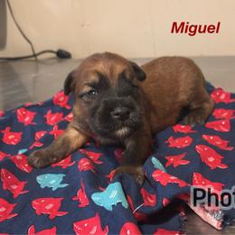 Miguel - Wheaten male Soft Coated Wheaten Terrier puppy in Gladewater, Texas from Felicias Swheaties