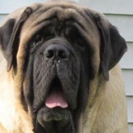 French Bulldogs and Mastiffs from Stonehaven Mastiffs and French Bulldogs