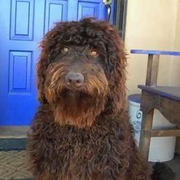 Australian Labradoodle All Grown Up from Rocky Mountain Labradoodles