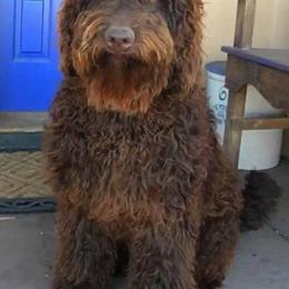 Australian Labradoodle All Grown Up from Rocky Mountain Labradoodles