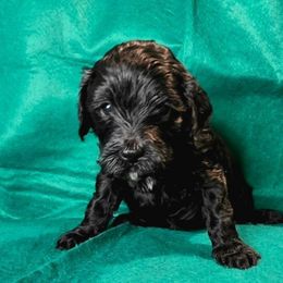 Vixen (pink) - Black female Goldendoodle puppy in Peoria,  Az, Arizona from Not Just "Golden" Doodles