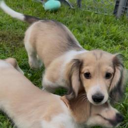 AKC Cream Piebald 3500 (pay in full at pickup - no deposit) - Cream male Dachshund puppy in Pauls Valley, Oklahoma from Simply Happy Dachshunds