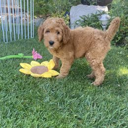 Ford - Red Collar - Apricot male Goldendoodle puppy in Brea, California from Dhalia’s Doodles