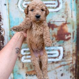 Biscuits English Teddybear - Apricot male Goldendoodle puppy in Grove, Oklahoma from Guinn Family Farms