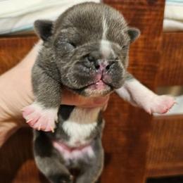 Miracle - Blue tri-color female Bulldog puppy in Callao, Virginia from Northern Neck Bulldogs