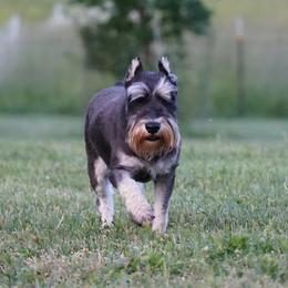 Cutie Pie - Black and silver female Miniature Schnauzer puppy in Brenham, Texas from Ashley Martinez