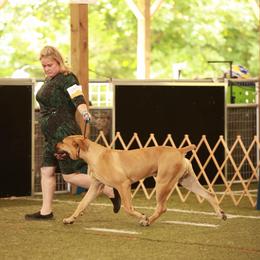 Groot - Fawn male Boerboel puppy in Flemingsburg, Kentucky from Aussgardian Boerboels