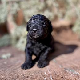 Leo - Black male Goldendoodle puppy in Pollock Pines, California from Penny Lane’s Doodles