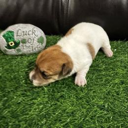 Girl 2 Bella - Brown and white female Jack Russell Terrier puppy in Greeneville, Tennessee from Wampler Jacks