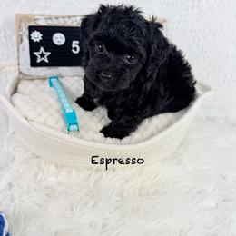 Espresso - Black male Poodle puppy in Florida from Adorable Toy-Miniature Poodles
